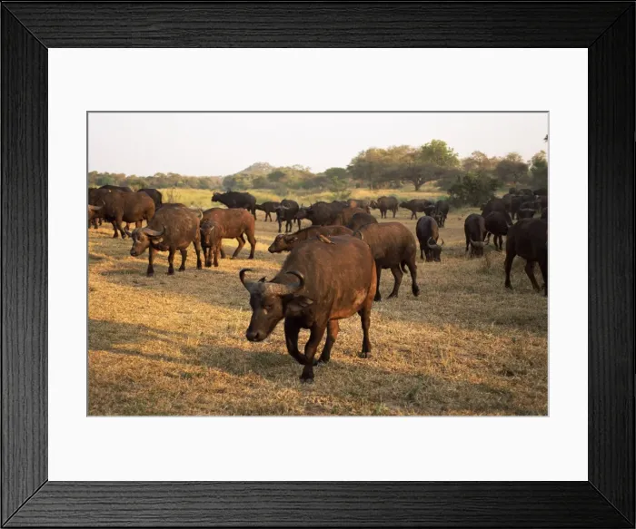 Framed Print : Group of African buffalo (Cyncerus caffer) Framed Print : Group of African buffalo (Cyncerus caffer)