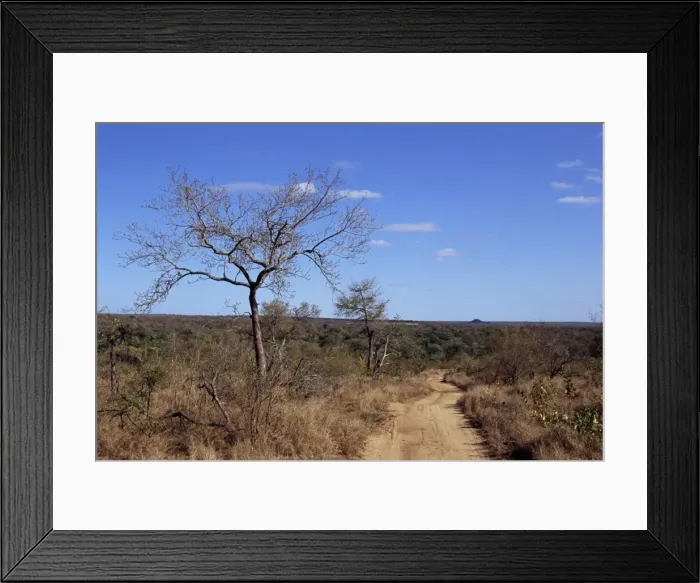 Framed Print : Mala Mala Game Reserve