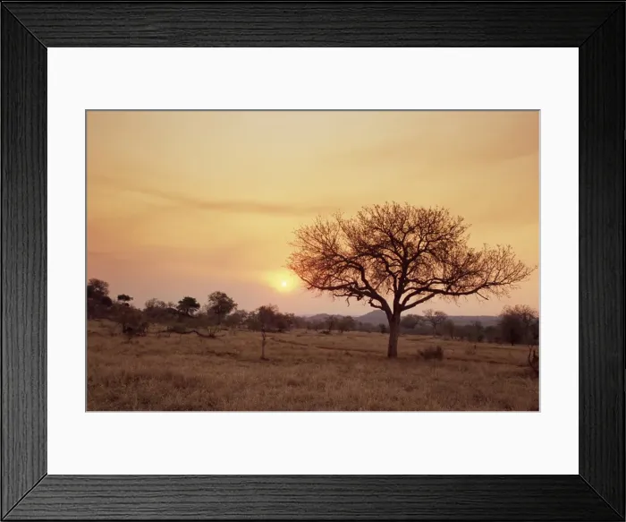 Framed Print : Mala Mala Game Reserve Framed Print : Mala Mala Game Reserve