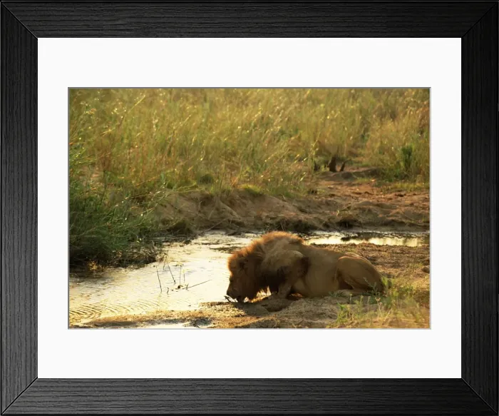 Framed Print : Male lion (Panthera leo) drinking Framed Print : Male lion (Panthera leo) drinking