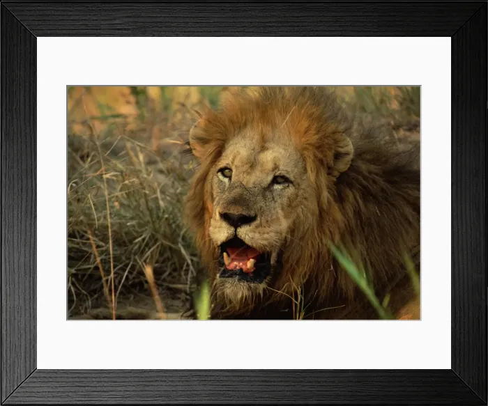 Framed Print : Close-up of a male lion (Panthera leo) Framed Print : Close-up of a male lion (Panthera leo)