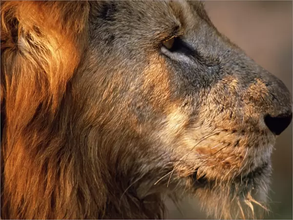 Close-up of a lion (Panthera leo)