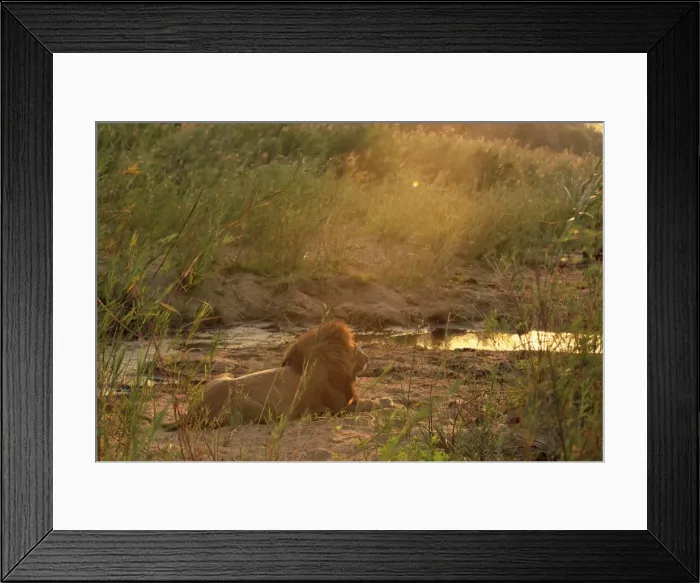 Framed Print : Lion (Panthera leo) Framed Print : Lion (Panthera leo)