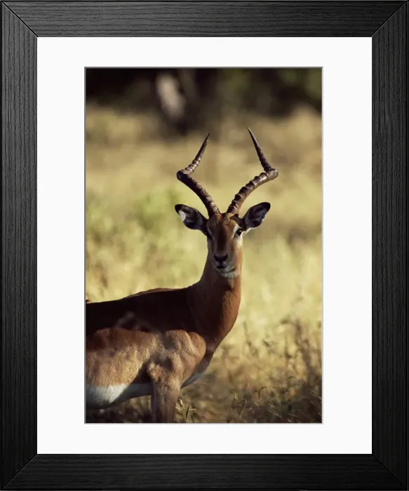 Framed Print : Impala (Aepyceros melampus) Framed Print : Impala (Aepyceros melampus)