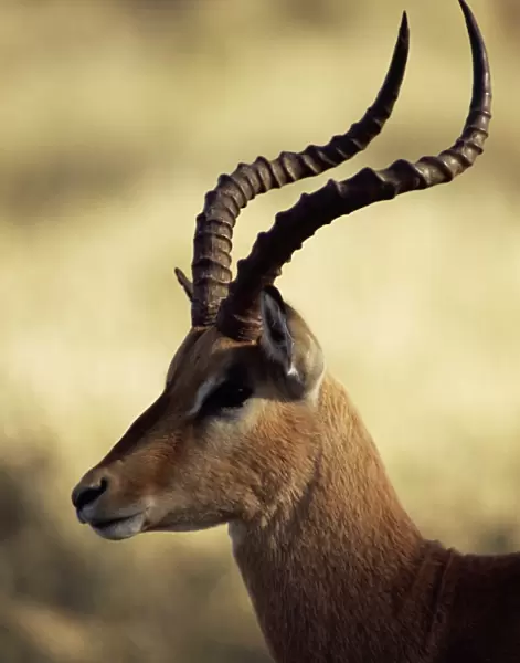 Close-up of an impala (Aepyceros melampus)
