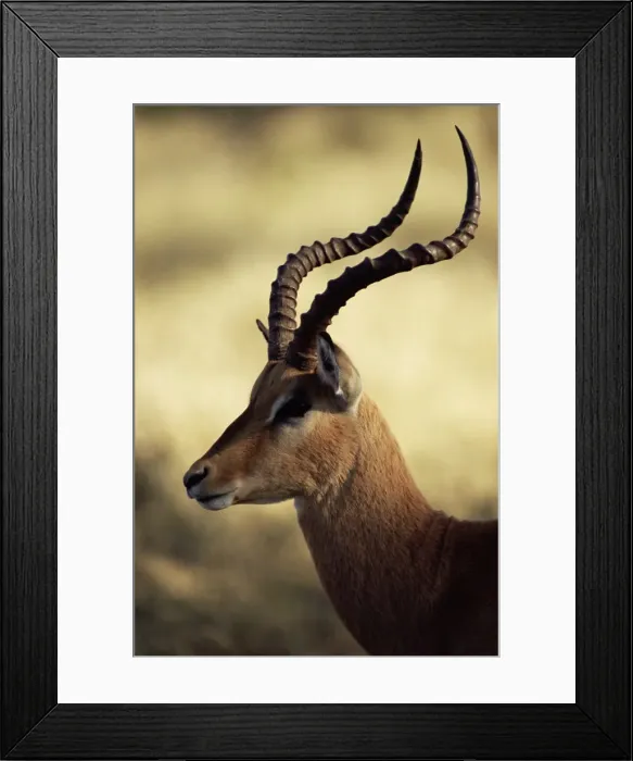 Framed Print : Close-up of an impala (Aepyceros melampus) Framed Print : Close-up of an impala (Aepyceros melampus)