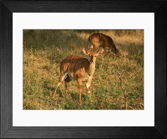 Framed Print : Nyala (Tragelaphus angasi) Framed Print : Nyala (Tragelaphus angasi)