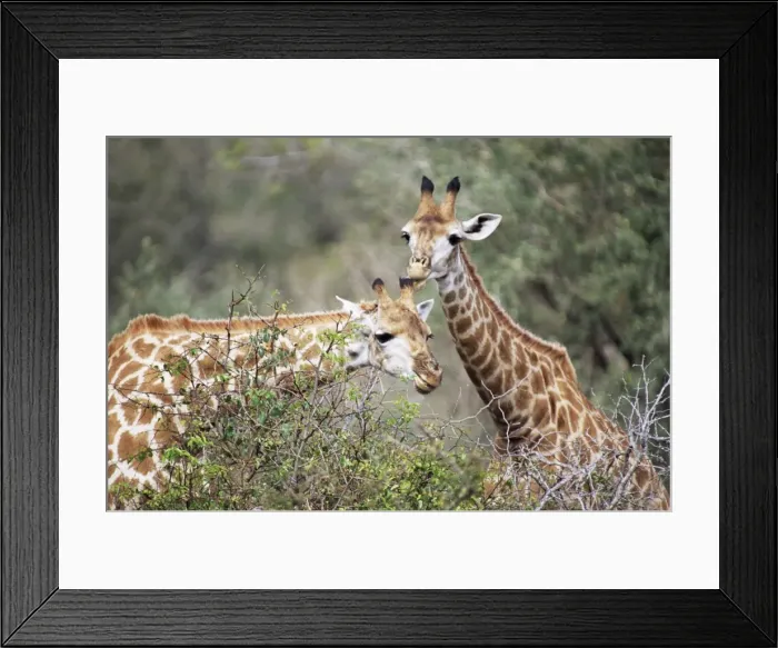 Framed Print : Giraffe (Giraffe camelopardalis) Framed Print : Giraffe (Giraffe camelopardalis)