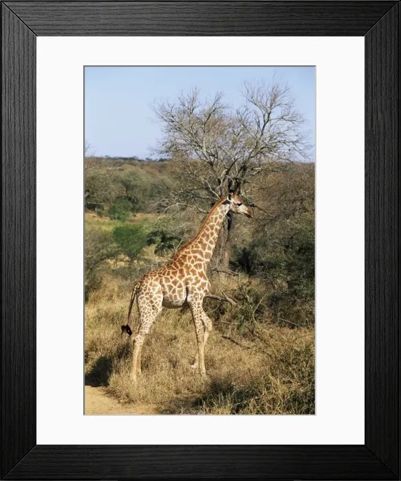 Framed Print : Giraffe (Giraffe camelopardalis)