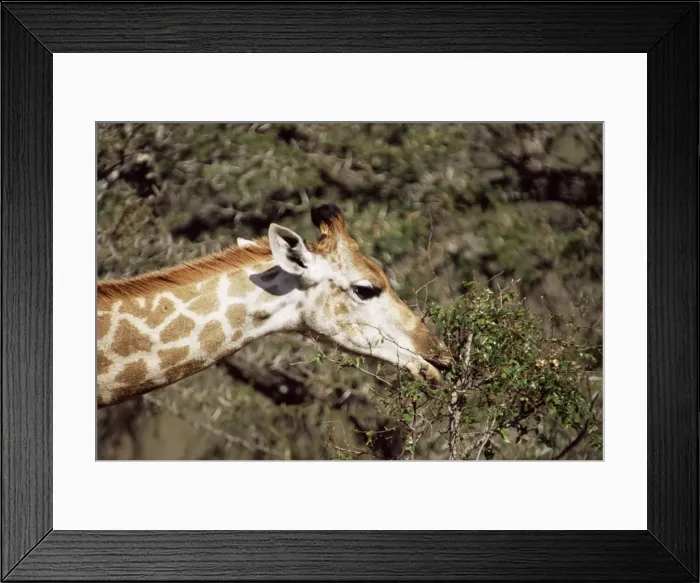 Framed Print : Close-up of a giraffe (Giraffe camelopardalis) Framed Print : Close-up of a giraffe (Giraffe camelopardalis)