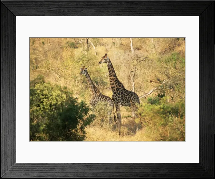 Framed Print : Giraffe (Giraffe camelopardalis) Framed Print : Giraffe (Giraffe camelopardalis)