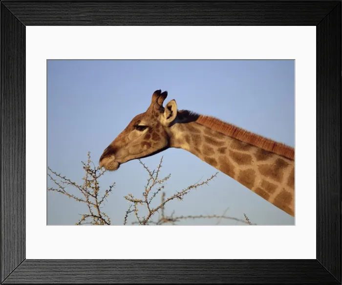 Framed Print : Giraffe eating thorny bush Framed Print : Giraffe eating thorny bush
