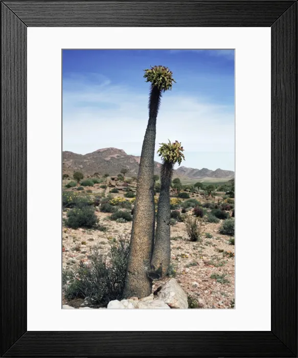 Framed Print : Halfmens, Pachypodium namaquanum Framed Print : Halfmens, Pachypodium namaquanum