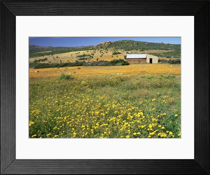 Framed Print : Spring flower carpet Framed Print : Spring flower carpet