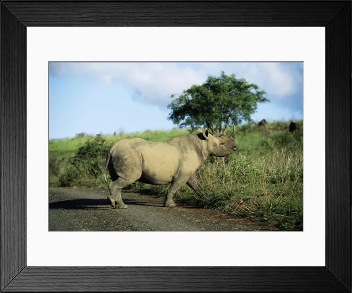 Framed Print : Black rhinoceros (rhino) Framed Print : Black rhinoceros (rhino)