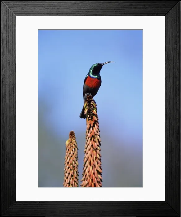 Framed Print : Greater doublecollard sunbird Framed Print : Greater doublecollard sunbird