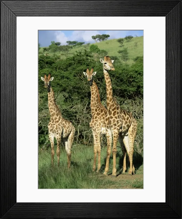 Framed Print : Three giraffe Framed Print : Three giraffe