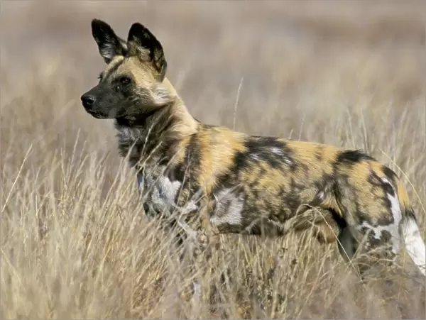 Wild dog (painted hunting dog) (Lycaon pictus)