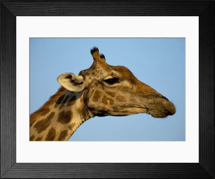 Framed Print : Head of a giraffe (Giraffa camelopardalis) Framed Print : Head of a giraffe (Giraffa camelopardalis)