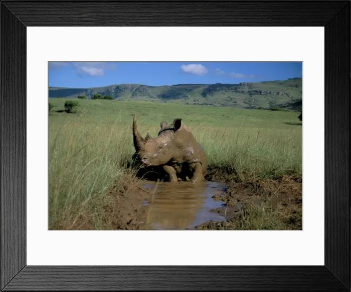 Framed Print : White rhino (Rhinoceros simum) cooling off Framed Print : White rhino (Rhinoceros simum) cooling off