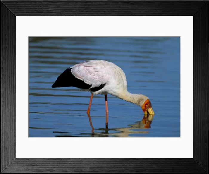 Framed Print : Yellow-billed stork (Mycteria ibis) Framed Print : Yellow-billed stork (Mycteria ibis)