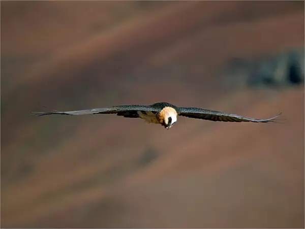 Lammergeier (bearded vulture) (Gypaetus barbatus) in flight