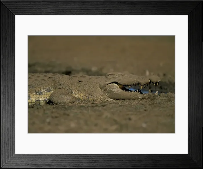 Framed Print : Nile crocodile (Crocodylus niloticus) Framed Print : Nile crocodile (Crocodylus niloticus)