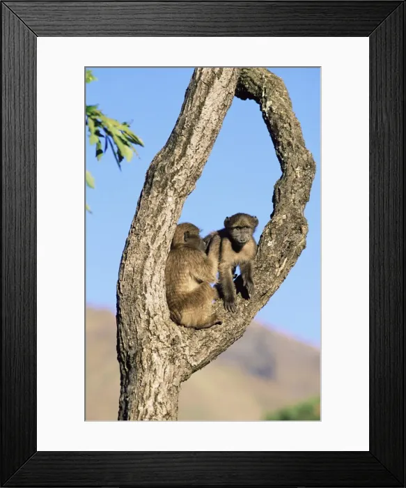 Framed Print : Chacma baboons Framed Print : Chacma baboons
