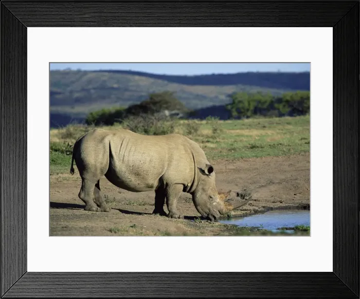 Framed Print : White rhinoceros (rhino) Framed Print : White rhinoceros (rhino)