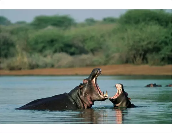 Common hippopotamuses (hippos)