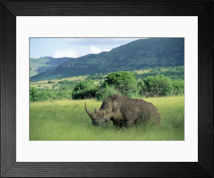 Framed Print : White rhinoceros (rhino) Framed Print : White rhinoceros (rhino)