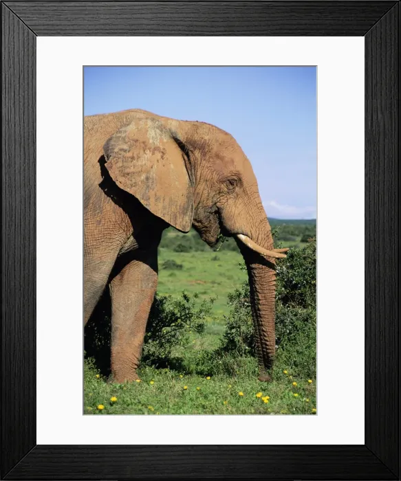 Framed Print : African elephant Framed Print : African elephant