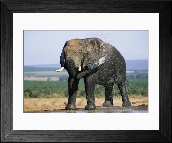 Framed Print : African elephant Framed Print : African elephant