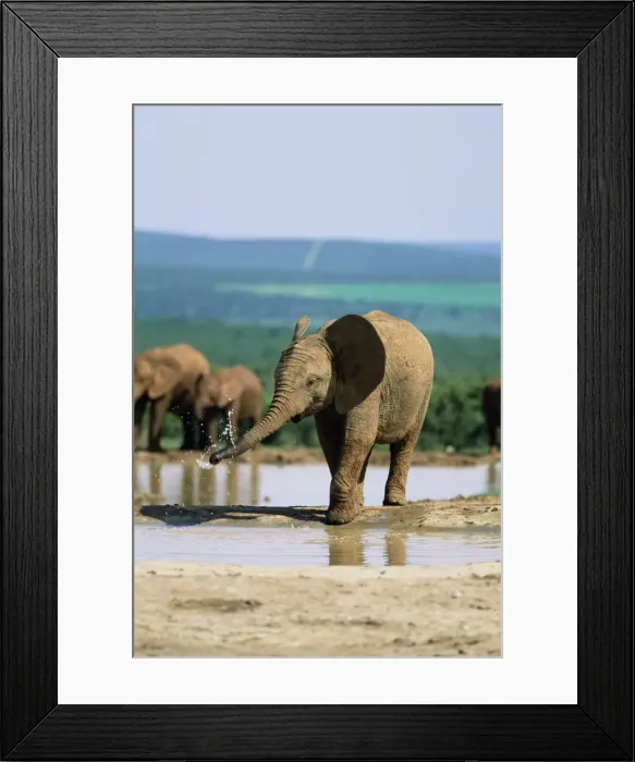 Framed Print : Young African elephant Framed Print : Young African elephant