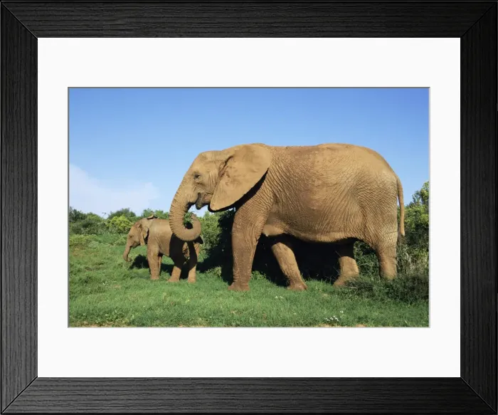 Framed Print : African elephant Framed Print : African elephant