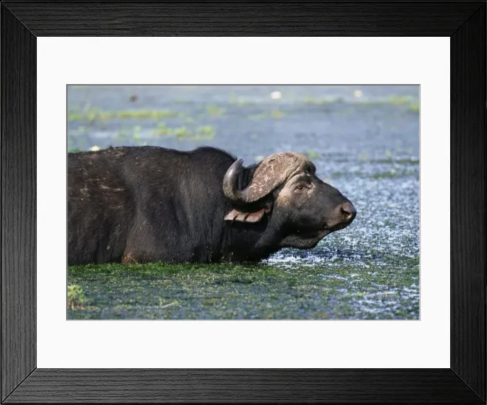 Framed Print : Buffalo, Syncerus caffer Framed Print : Buffalo, Syncerus caffer