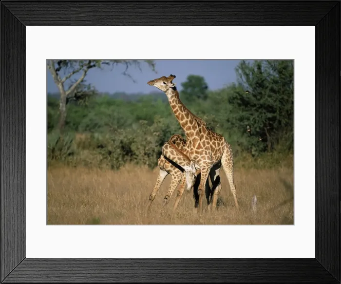 Framed Print : Giraffe, Giraffa camelopardalis Framed Print : Giraffe, Giraffa camelopardalis