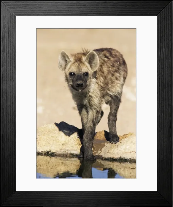 Framed Print : Spotted hyena Framed Print : Spotted hyena