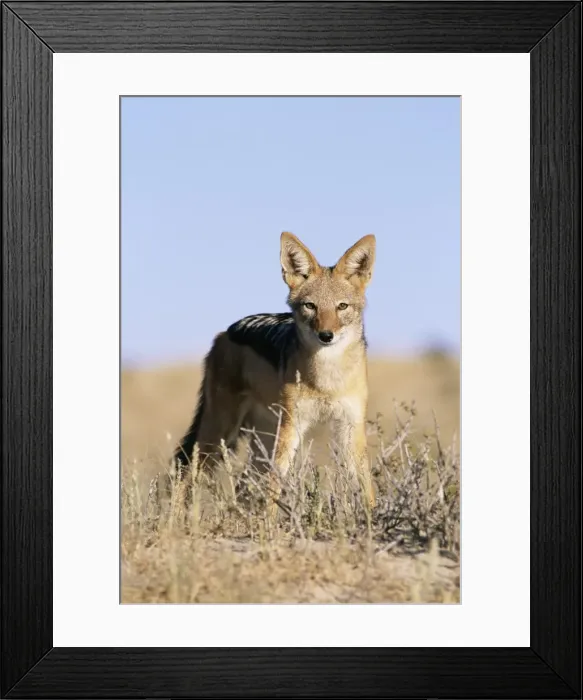 Framed Print : Black-backed jackal Framed Print : Black-backed jackal