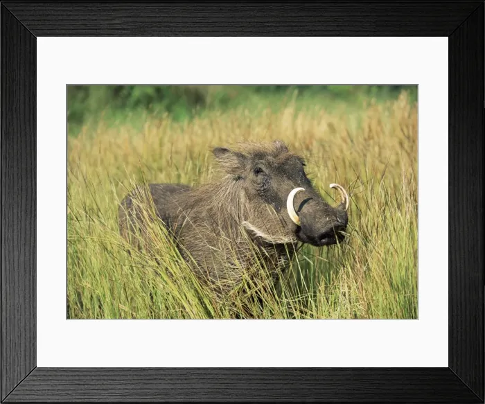 Framed Print : Warthog, Phacochoerus aethiopicus Framed Print : Warthog, Phacochoerus aethiopicus