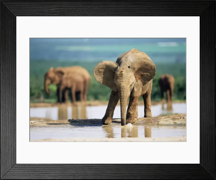 Framed Print : Young African elephant Framed Print : Young African elephant