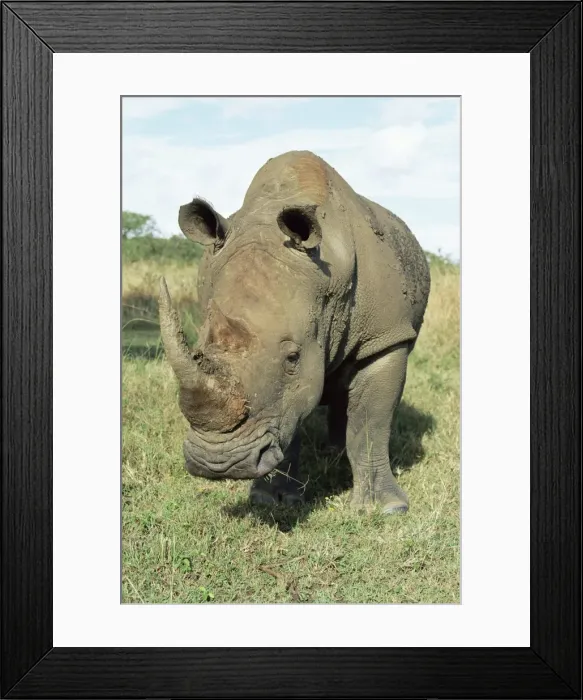 Framed Print : White rhinoceros (rhino) Framed Print : White rhinoceros (rhino)