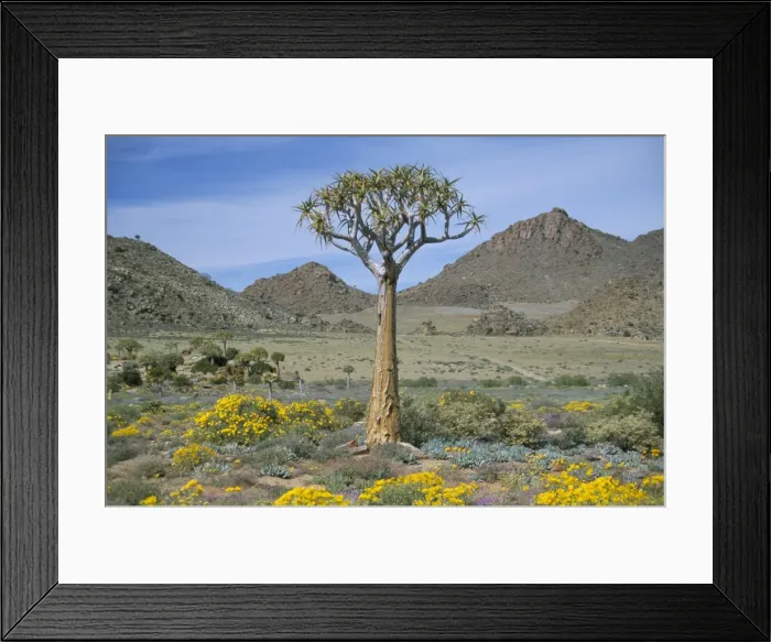 Framed Print : Quiver tree (Aloe dichotoma) Framed Print : Quiver tree (Aloe dichotoma)