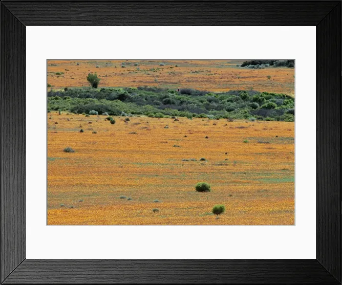 Framed Print : Carpet of spring flowers Framed Print : Carpet of spring flowers