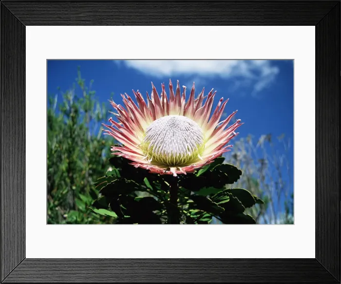 Framed Print : Flower of the king protea Framed Print : Flower of the king protea