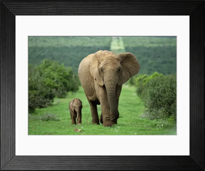 Framed Print : Mother and calf Framed Print : Mother and calf