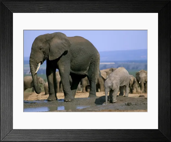 Framed Print : African elephant (Loxodonta africana) at water hole Framed Print : African elephant (Loxodonta africana) at water hole