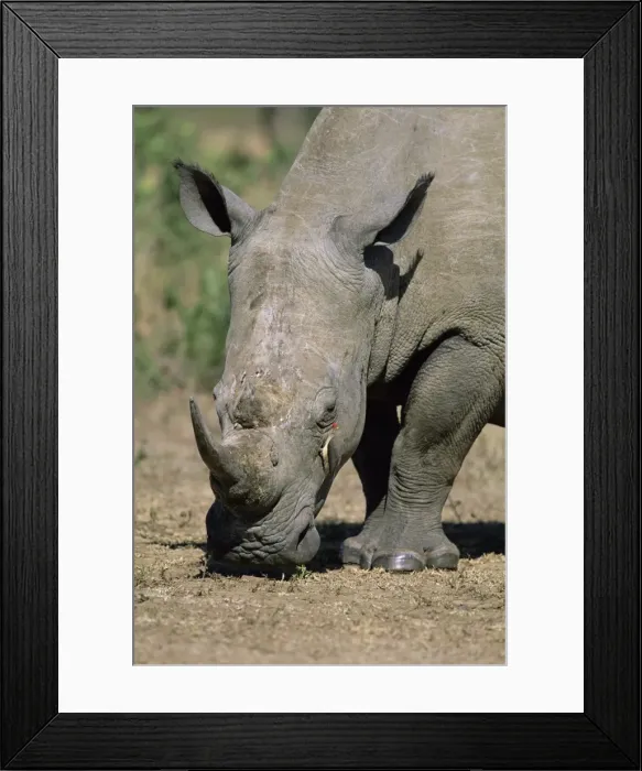 Framed Print : White rhinoceros (rhino) Framed Print : White rhinoceros (rhino)