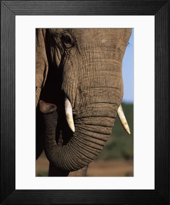 Framed Print : Close-up of head of an African elephant (Loxodonta africana) Framed Print : Close-up of head of an African elephant (Loxodonta africana)