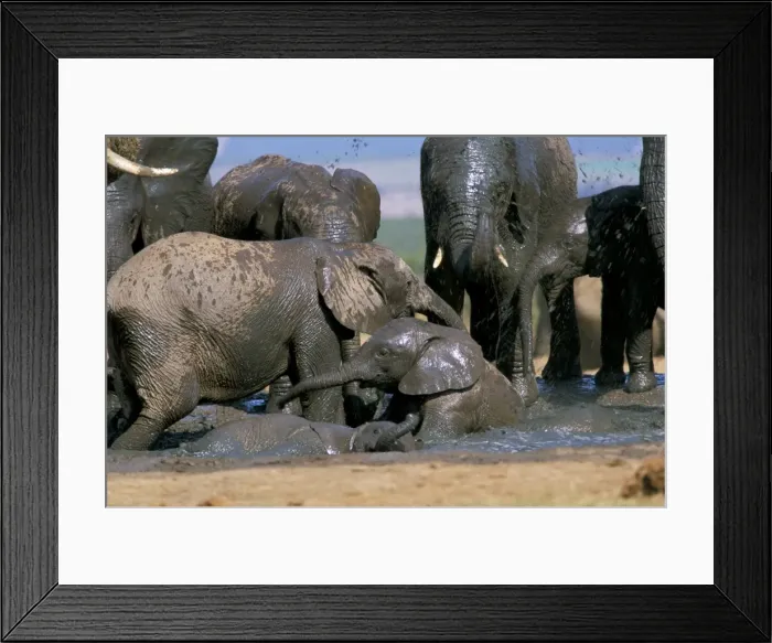 Framed Print : African elephant (Loxodonta africana) mudbathing Framed Print : African elephant (Loxodonta africana) mudbathing